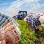 Çiftçiye 471 milyon TL destek hesaplarda